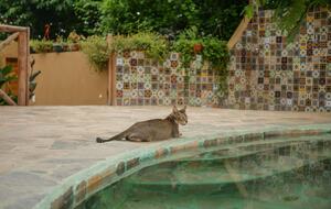 Mazunte Retreat Villa with Private Pool. - Mazunte, Mexico