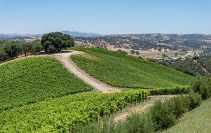 Private Vineyard Estate Retreat in Paso Robles Willow Creek District - Paso Robles, California