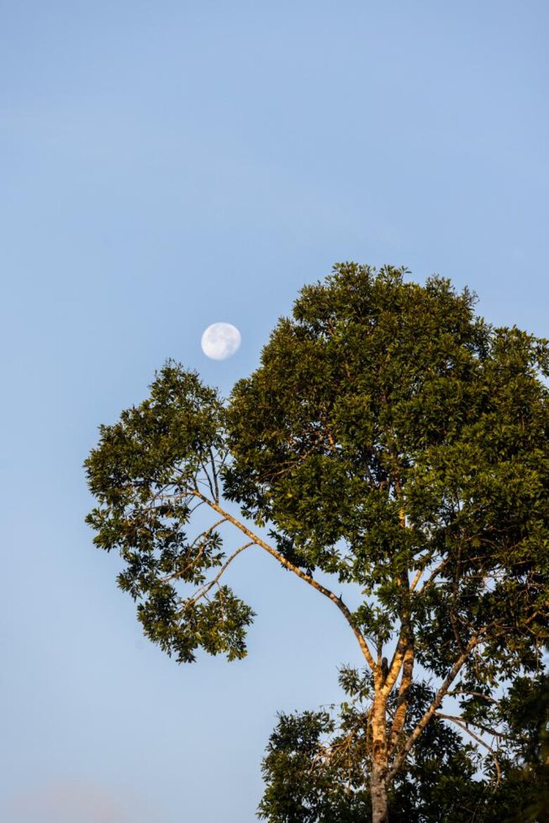 Jade Jungle Resort | All-Inclusive Eco-Luxury Resort on 300-Acre Private Reserve | Teakettle, Belize - Teakettle, Belize