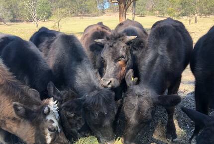 Hunter Valley Farmhouse Escape on 80 Acres - Congewai, Australia