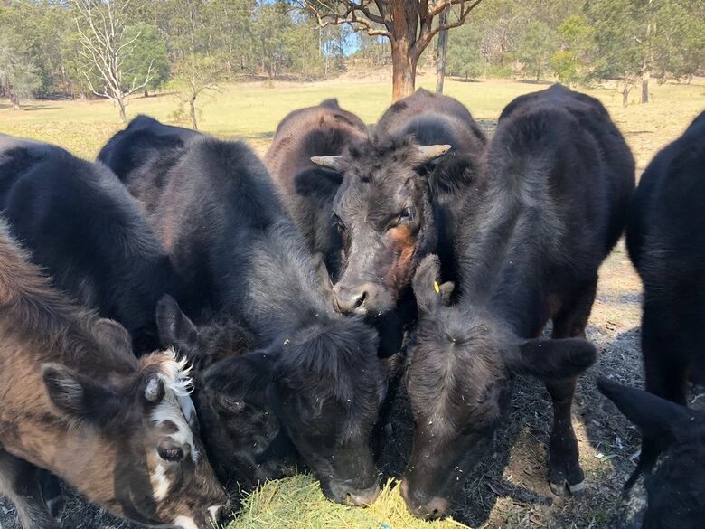 Hunter Valley Farmhouse Escape on 80 Acres - Congewai, Australia