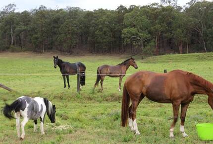 Hunter Valley Farmhouse Escape on 80 Acres - Congewai, Australia
