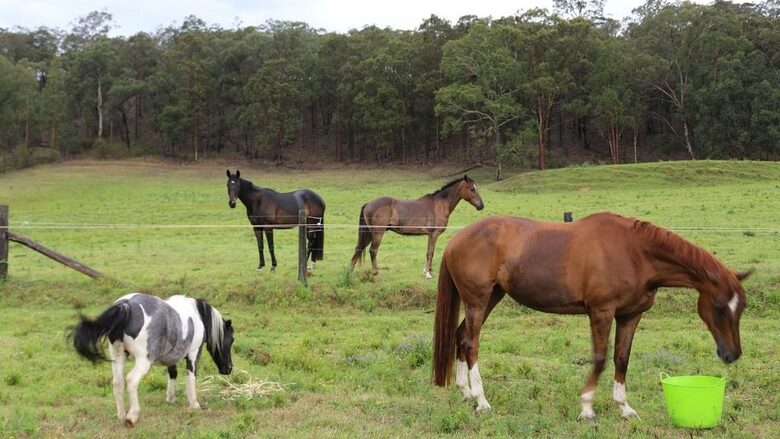 Hunter Valley Farmhouse Escape on 80 Acres - Congewai, Australia