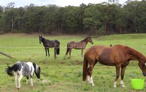 Hunter Valley Farmhouse Escape on 80 Acres - Congewai, Australia