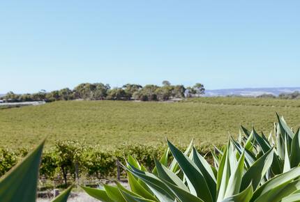 Miravino Vineyard Retreat with Sauna & Spa - McLaren Vale, Australia
