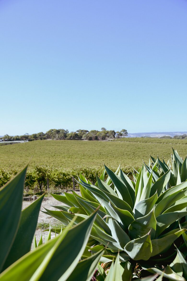Miravino Vineyard Retreat with Sauna & Spa - McLaren Vale, Australia