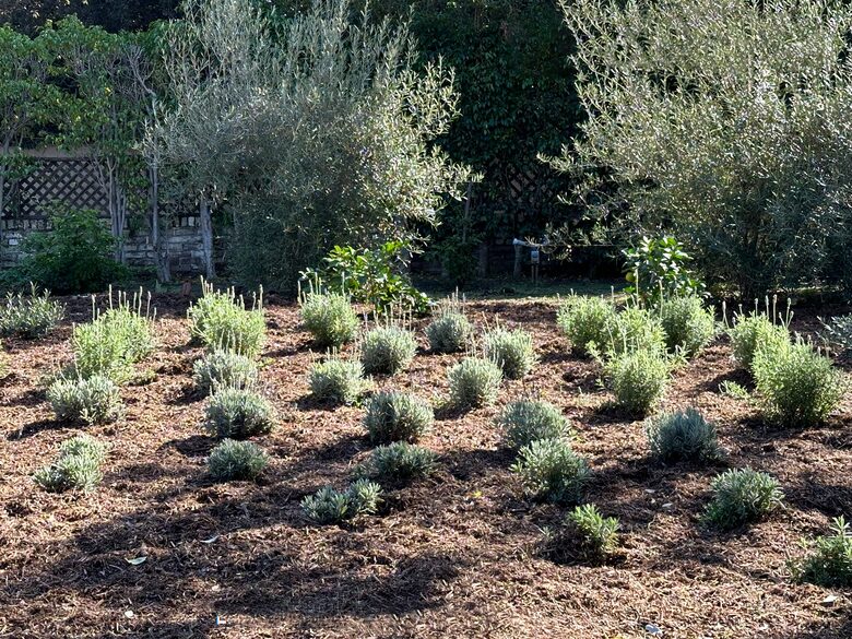 Historic 1913 Craftsman Guesthouse Near Beverly Hills Hotel - Beverly Hills, California