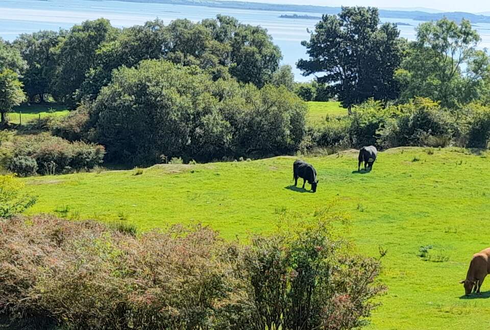 View form the living room