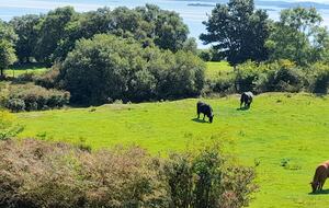 View form the living room