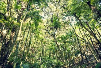 Octagonal Forest Treehouse with Private Spring-Fed Hot Tub - Waiheke Island, New Zealand