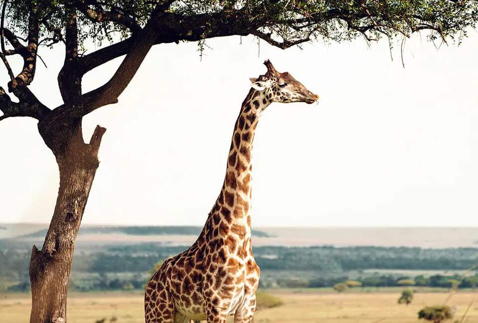 Manzili Mara - Maasai Mara, Kenya