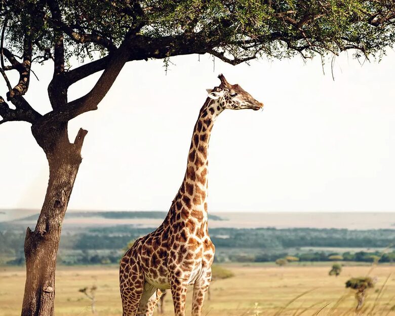 Manzili Mara - Maasai Mara, Kenya