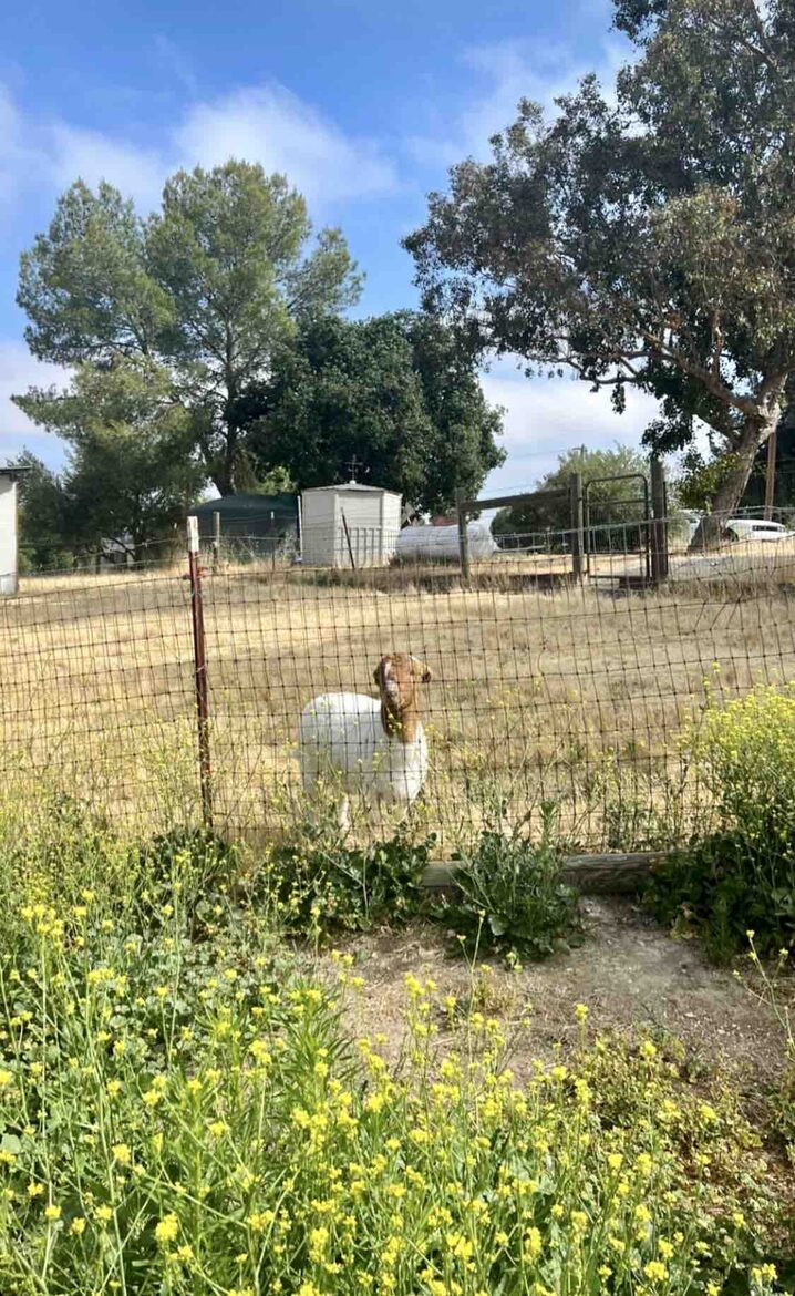 Cozy Wine Country Escape with Countryside Views - Paso Robles, California