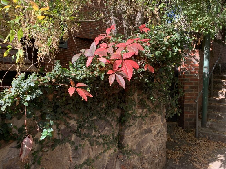 1930s Garden Townhouse Steps to the Yarra River - South Yarra, Australia