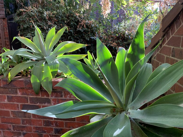 1930s Garden Townhouse Steps to the Yarra River - South Yarra, Australia