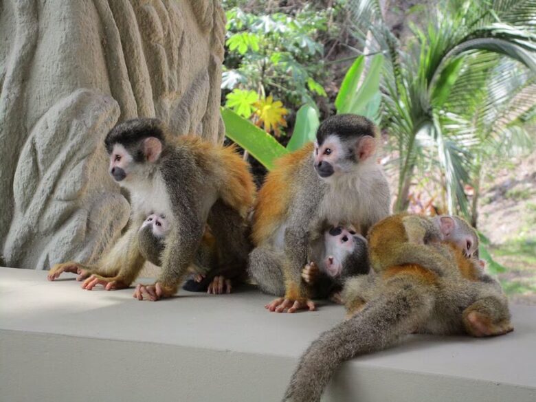 Rainforest Estate with Ocean Views near Manuel Antonio National Park - Quepos, Costa Rica