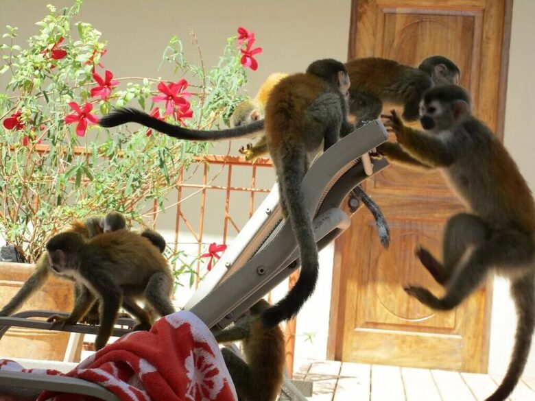 Rainforest Estate with Ocean Views near Manuel Antonio National Park - Quepos, Costa Rica