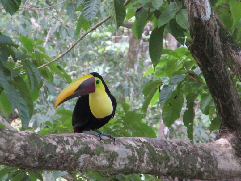 Rainforest Estate with Ocean Views near Manuel Antonio National Park - Quepos, Costa Rica