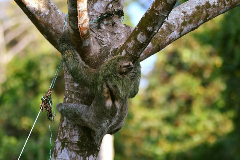 Rainforest Estate with Ocean Views near Manuel Antonio National Park - Quepos, Costa Rica