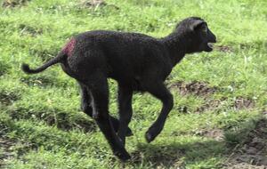 Sonoma County Farm Estate with Artisan Creamery - Petaluma, California