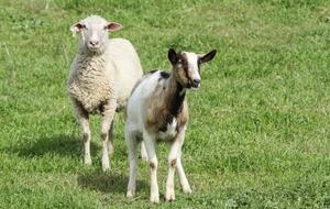 Sonoma County Farm Estate with Artisan Creamery - Petaluma, California