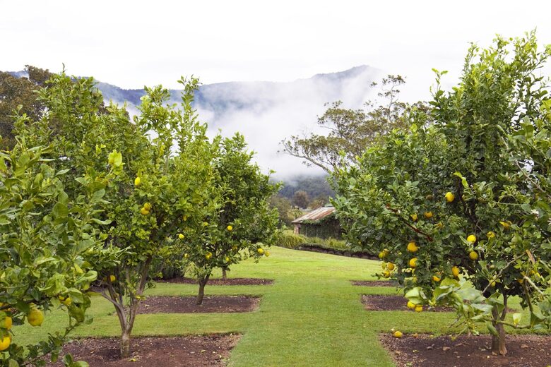 Highfield Farm | Luxury Tweed Valley Country Estate - Brays Creek, Australia