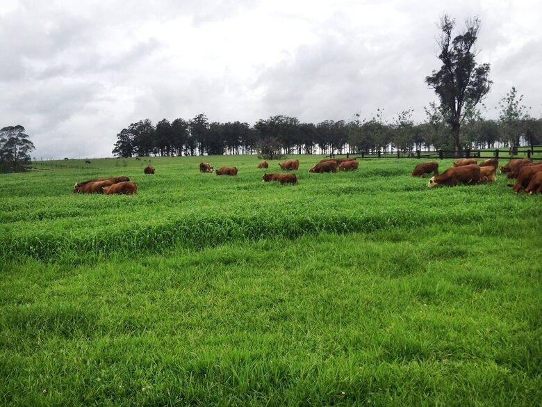 Highfield Farm | Luxury Tweed Valley Country Estate - Brays Creek, Australia