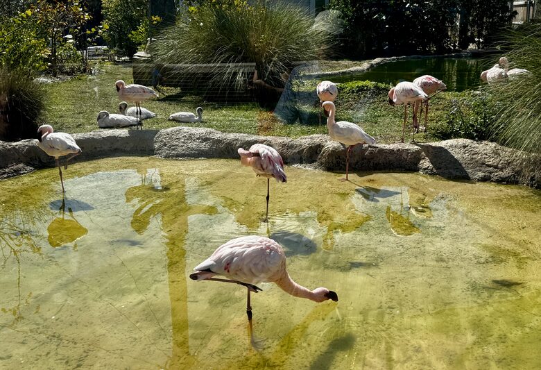 Rare 3 bed, 3 bath condo walkable to the Best Beach in Naples! - Naples, Florida