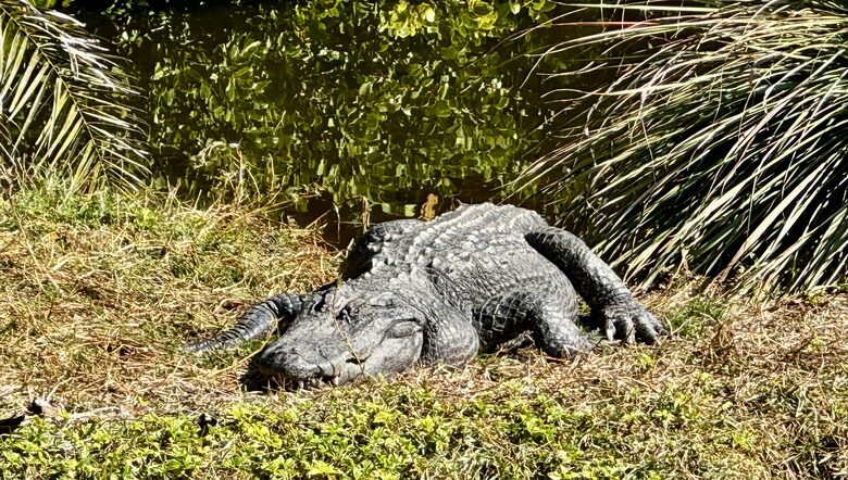 Rare 3 bed, 3 bath condo walkable to the Best Beach in Naples! - Naples, Florida