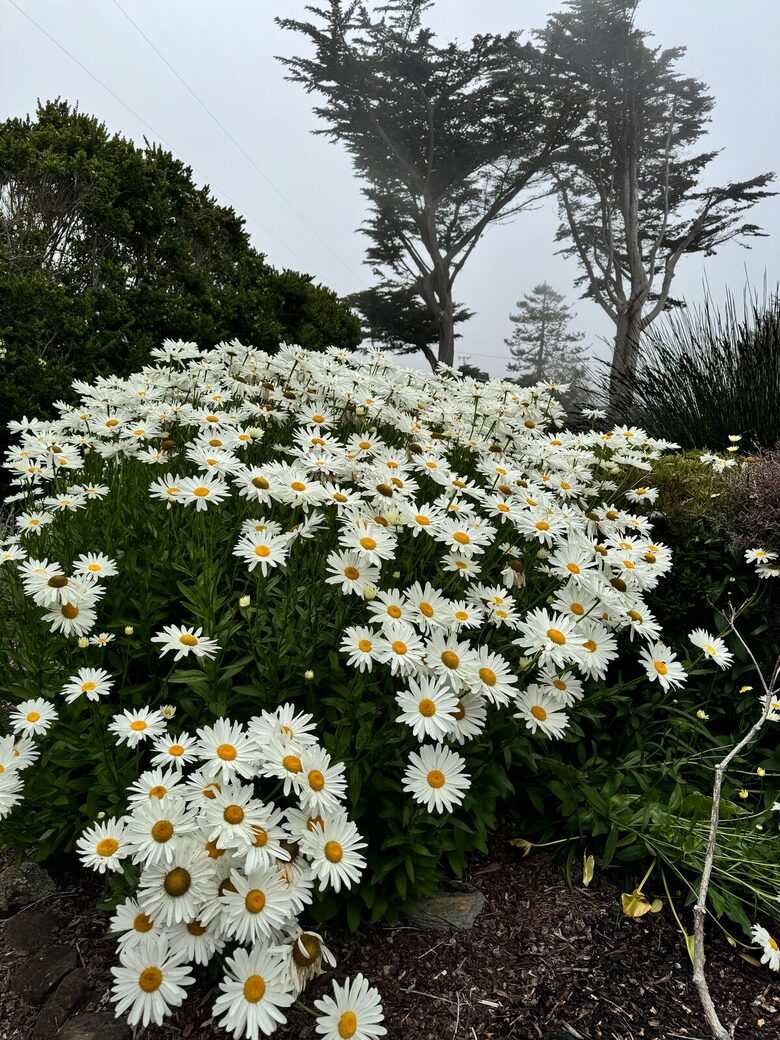 Oceanfront Coastal Sanctuary - Elk, California
