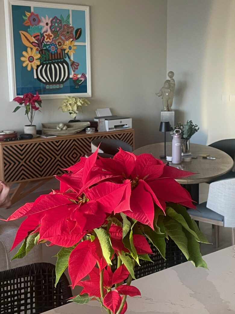 Cenit Los Cabos Luxury Getaway - San José del Cabo, B.C.S., Mexico