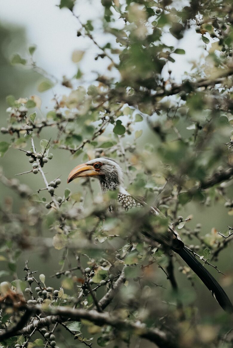 Refined Lowveld Living on a Wildlife Estate - Hoedspruit, South Africa