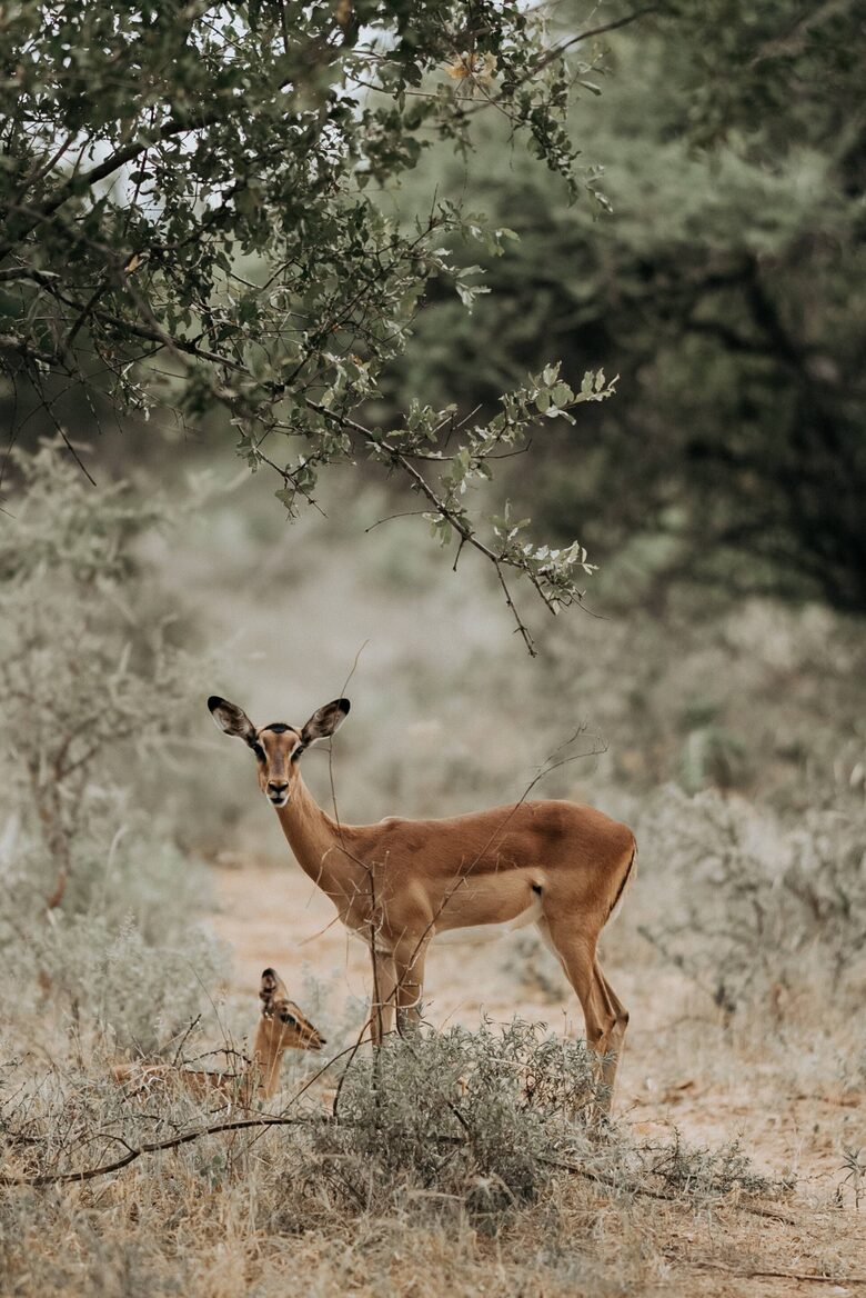 Refined Lowveld Living on a Wildlife Estate - Hoedspruit, South Africa