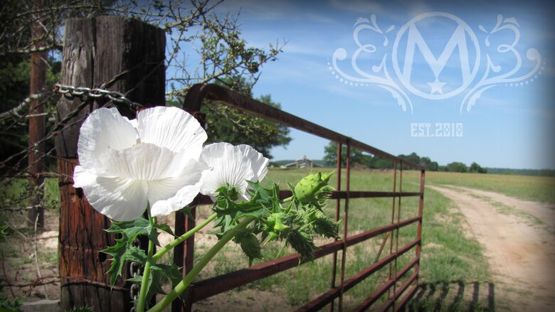 Circle M Ranch - Jewett, Texas