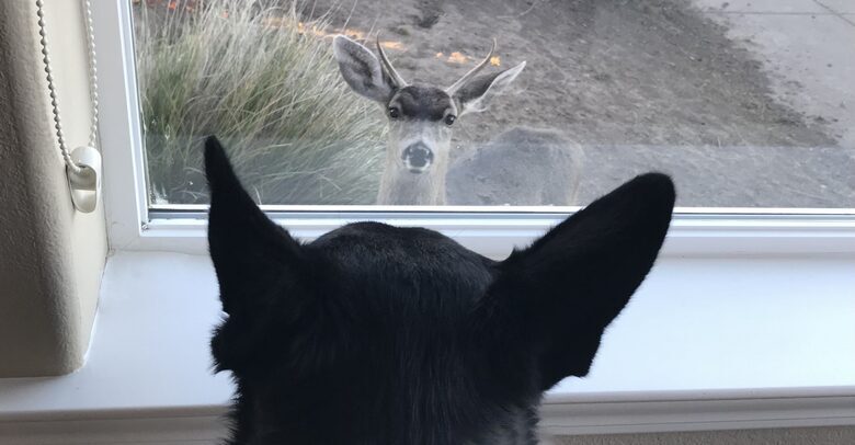 Northern California Coastal Home Near Point Reyes - Dillon Beach, California