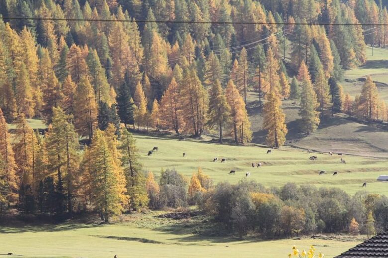 Elegant Ground-Floor Apartment with Shared Spa Access - Madulain, Switzerland