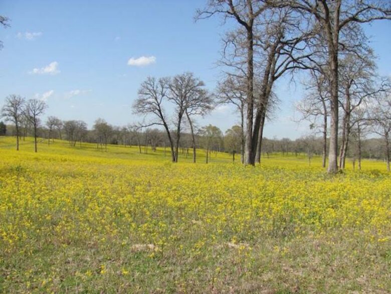 Circle M Ranch - Jewett, Texas