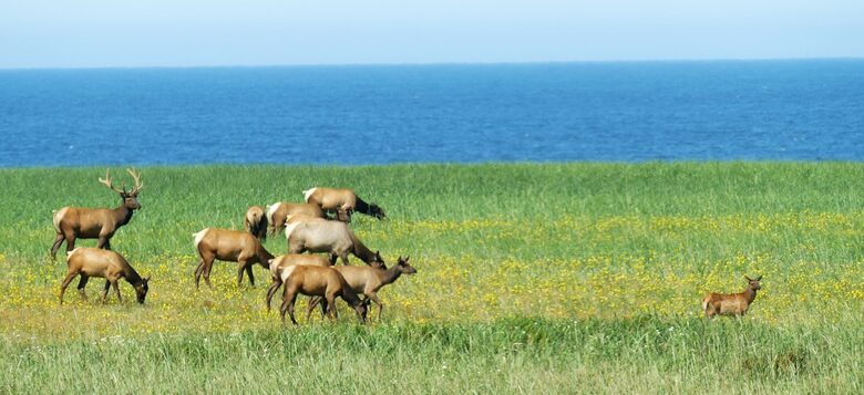 Coastal View Retreat at Highlands Golf Course - Gearhart, Oregon