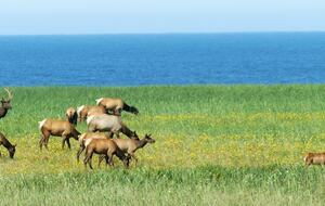 Coastal View Retreat at Highlands Golf Course - Gearhart, Oregon