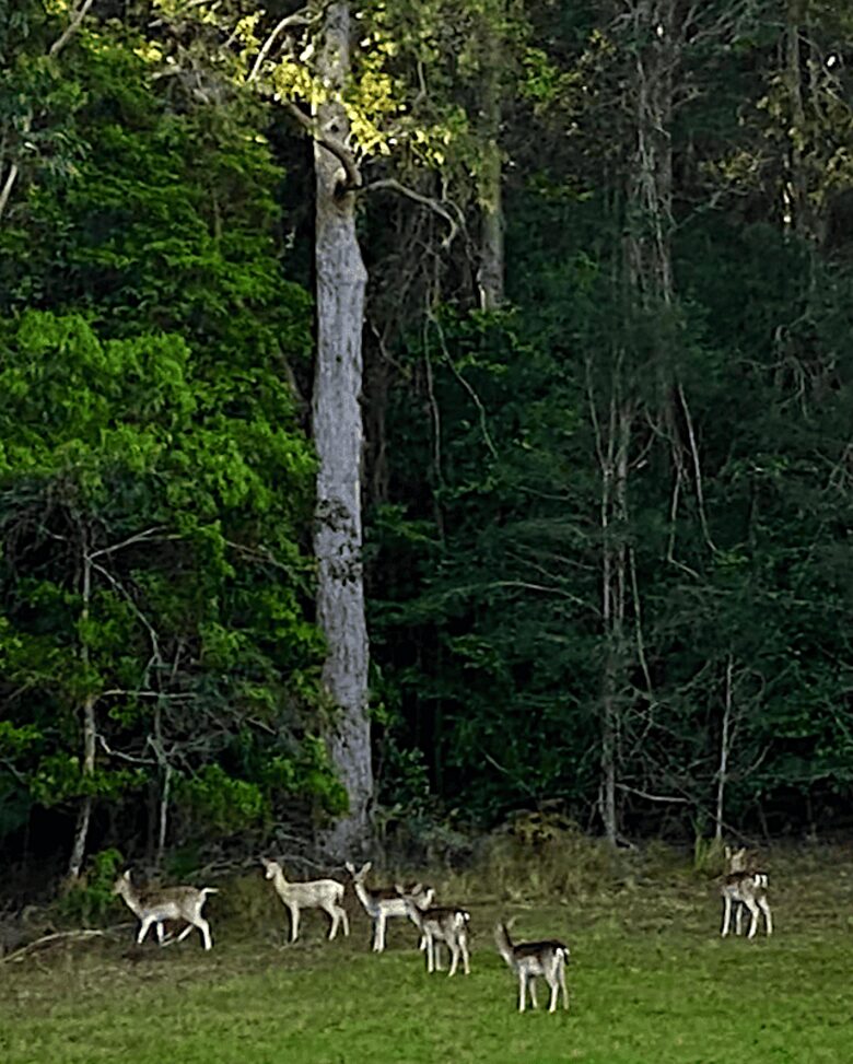 Deer Park Estate | 340° National Park Views from a Private 20-Acre Estate - Lemon Tree, Australia
