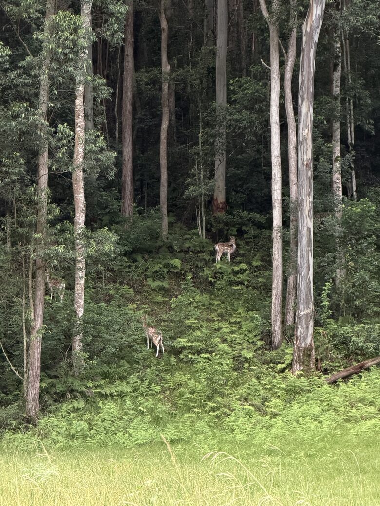 Deer Park Estate | 340° National Park Views from a Private 20-Acre Estate - Lemon Tree, Australia