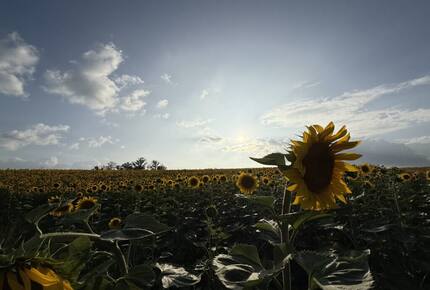 Elegant French Home with Heated Pool & Vineyard Views - Saint-Sernin, France