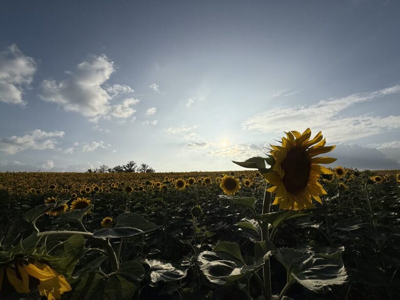 Elegant French Home with Heated Pool & Vineyard Views - Saint-Sernin, France