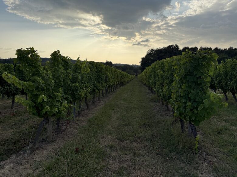 Elegant French Home with Heated Pool & Vineyard Views - Saint-Sernin, France