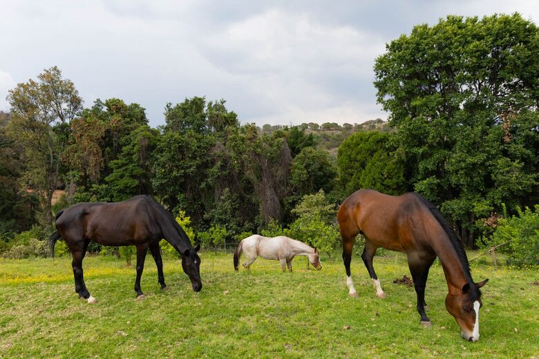 Horse Ranch Near Mexico City - Ixtapan de la Sal, Mexico