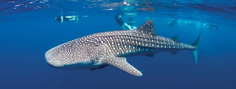 All-Inclusive 7-night TradeWinds AQUA Experience in Belize on TW59 Catamaran with Crew - Placencia, Belize
