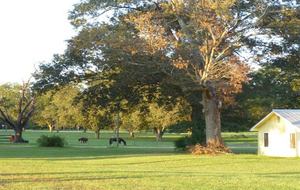 Augusta's Golf Tournament Home - Hephzibah, Georgia