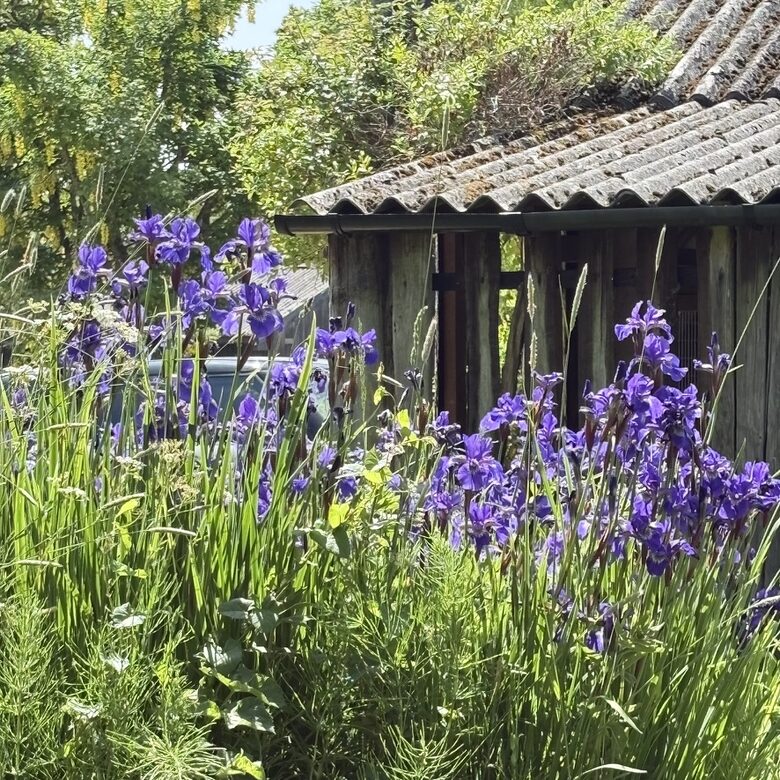 Traditional English garden with ever changing array of flowers