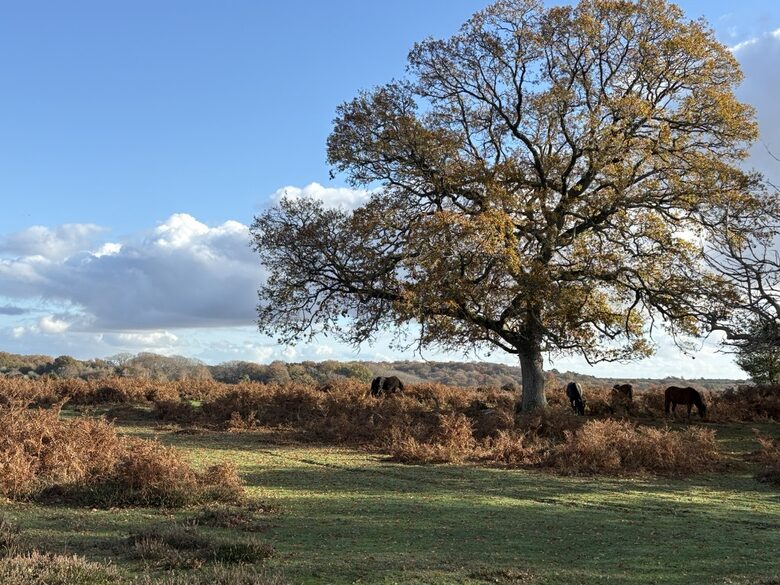the stunning New Forest surrounds the cottage