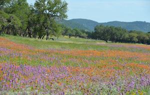 Frio D Ranch - Leakey, Texas